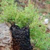 Aspalathus crewiana